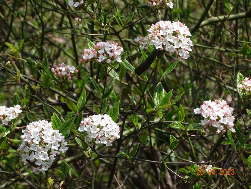  - Copacei si arbusti 2023