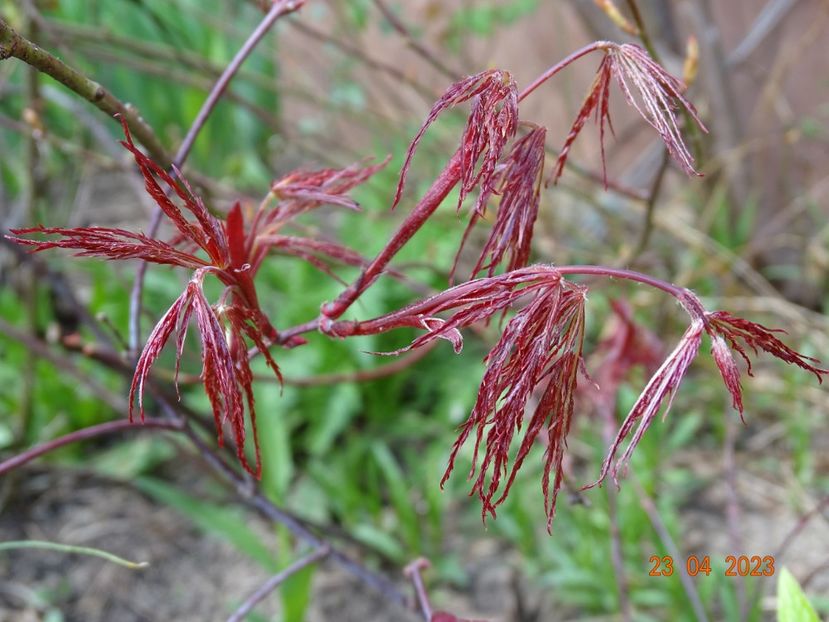  - Copacei si arbusti 2023