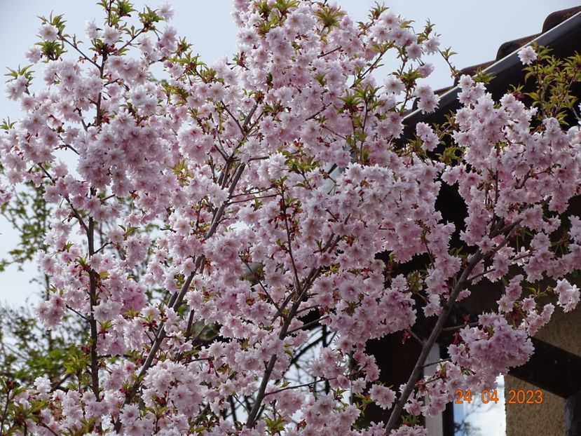  - Copacei si arbusti 2023