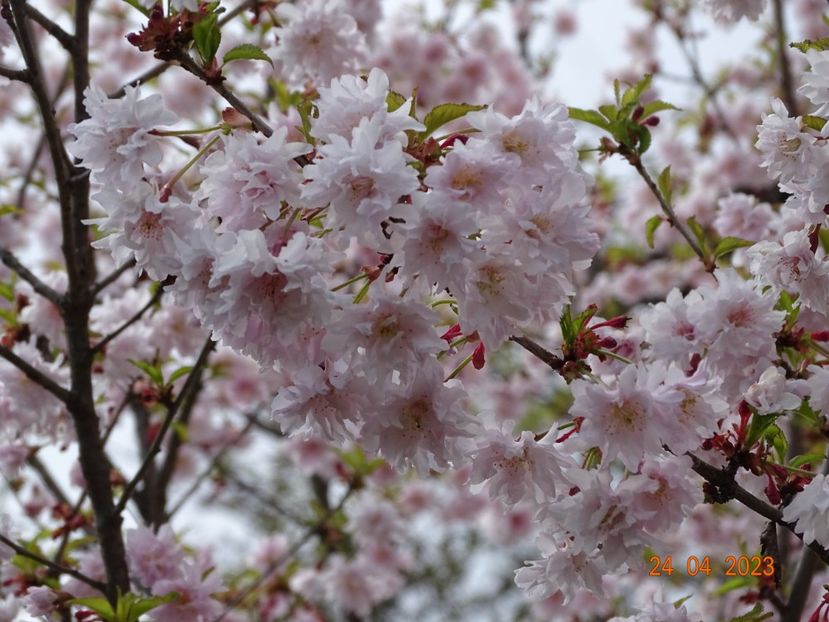  - Copacei si arbusti 2023