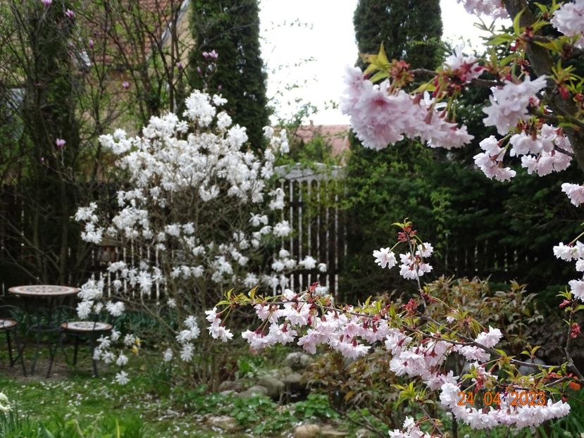  - Copacei si arbusti 2023