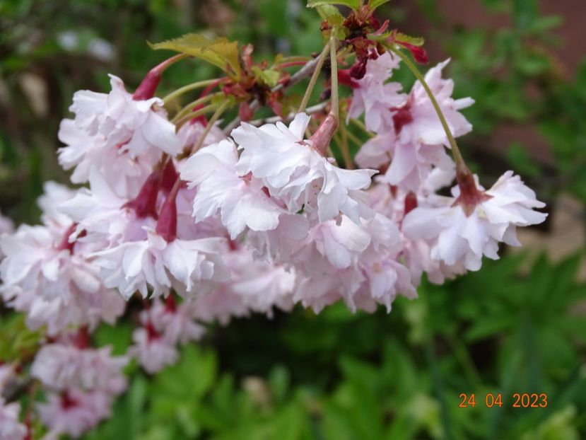  - Copacei si arbusti 2023