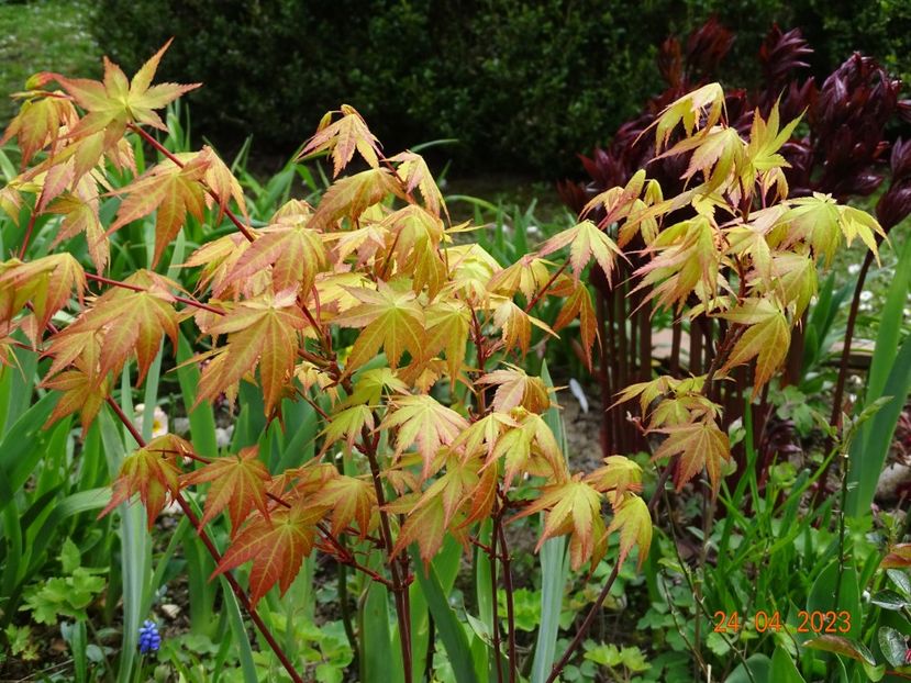  - Copacei si arbusti 2023