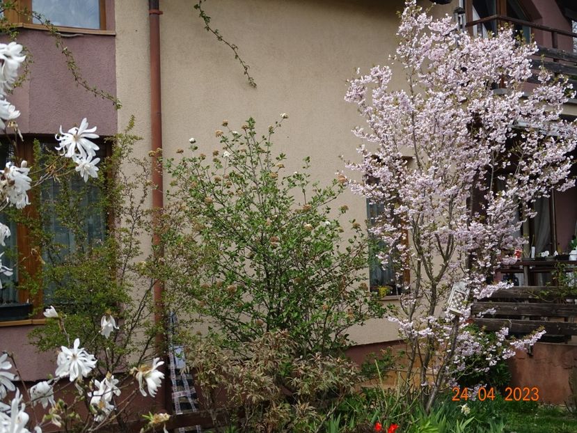  - Copacei si arbusti 2023