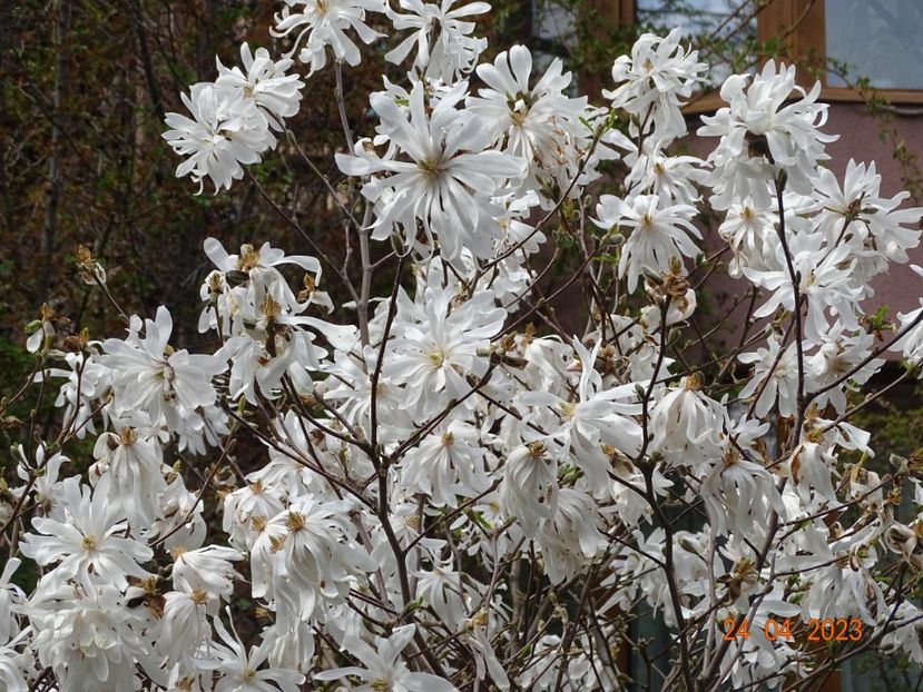  - Copacei si arbusti 2023