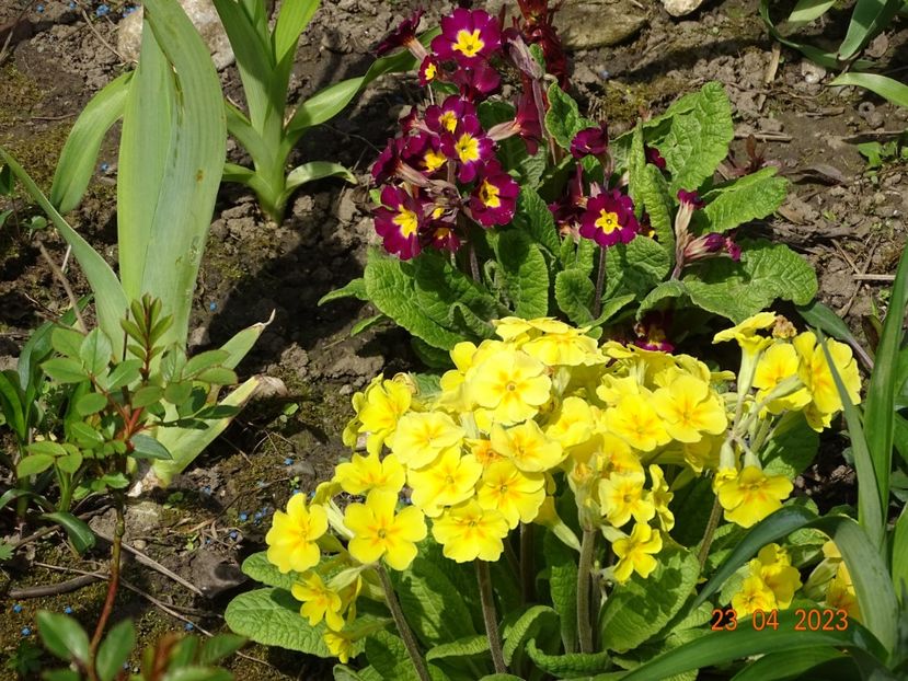  - Primule 2023