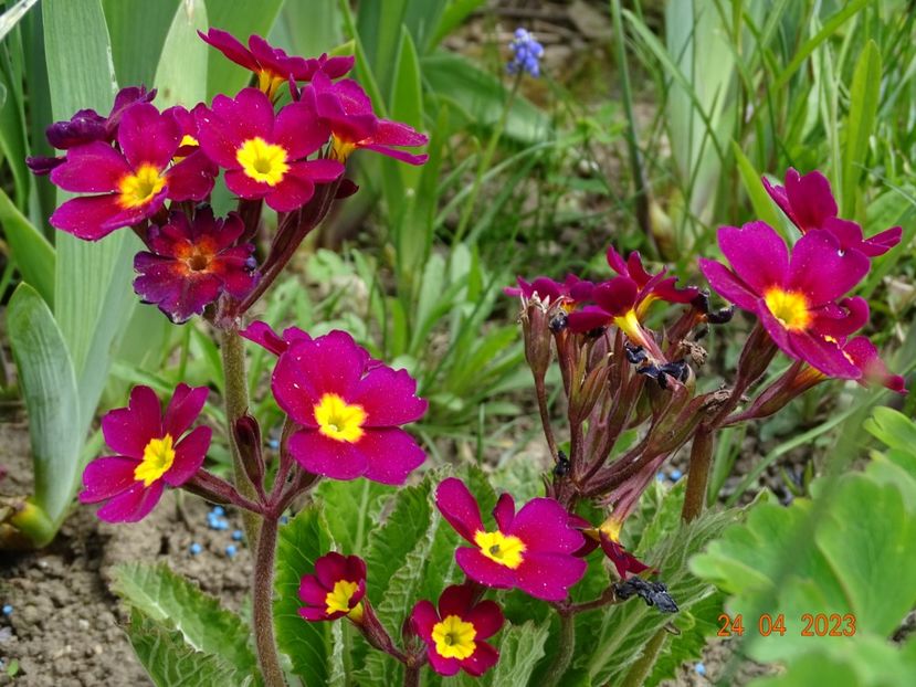  - Primule 2023