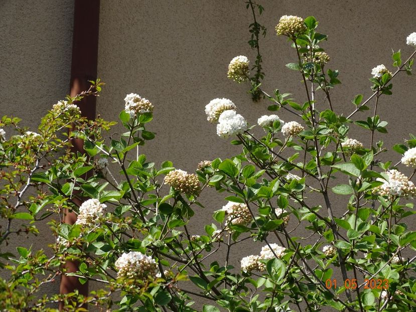  - Copacei si arbusti 2023