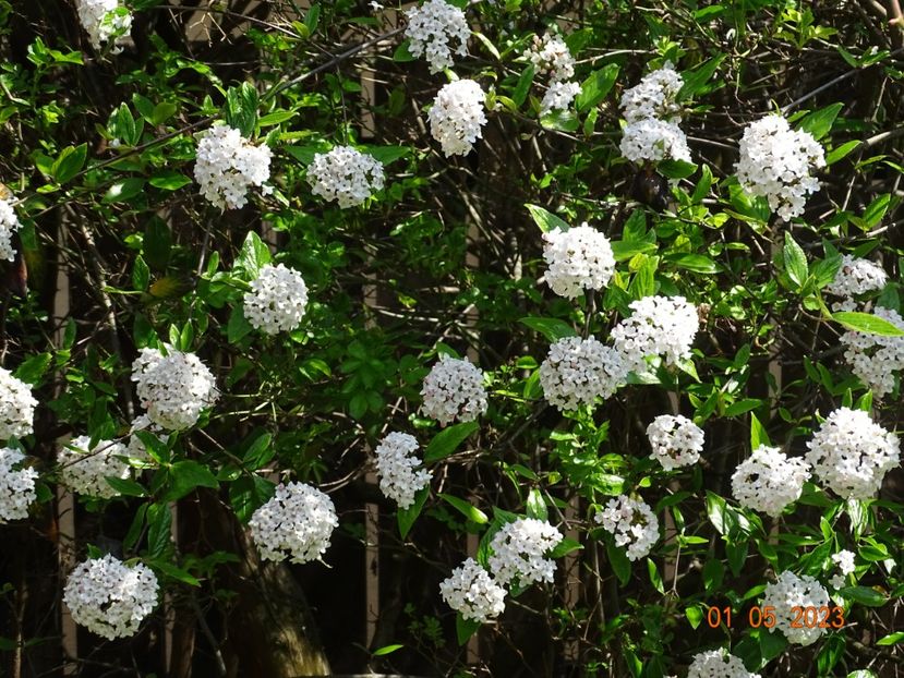  - Copacei si arbusti 2023