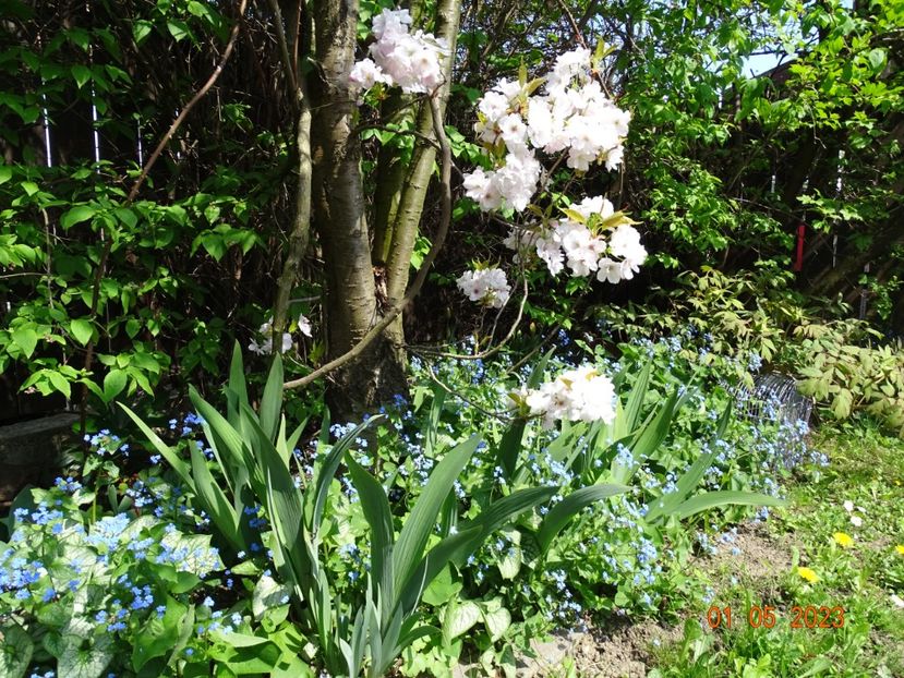  - Copacei si arbusti 2023