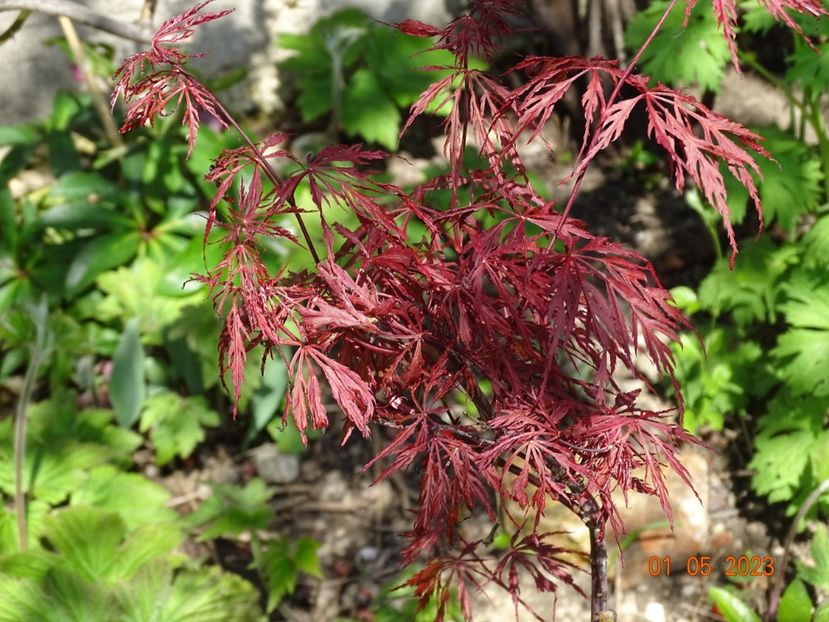  - Copacei si arbusti 2023