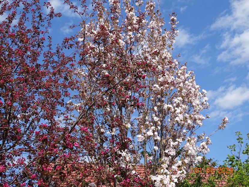  - Copacei si arbusti 2023