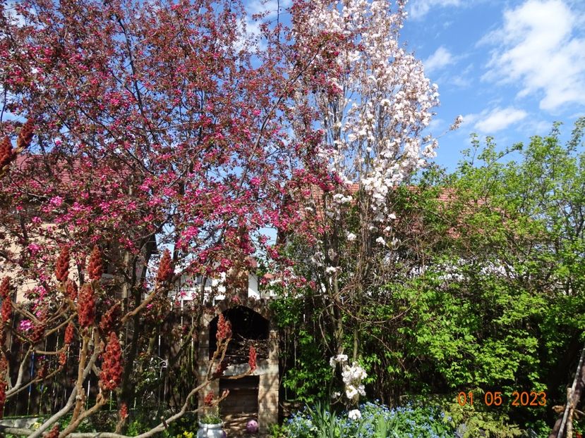  - Copacei si arbusti 2023