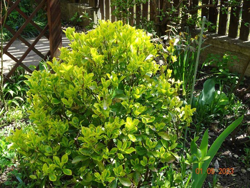  - Copacei si arbusti 2023