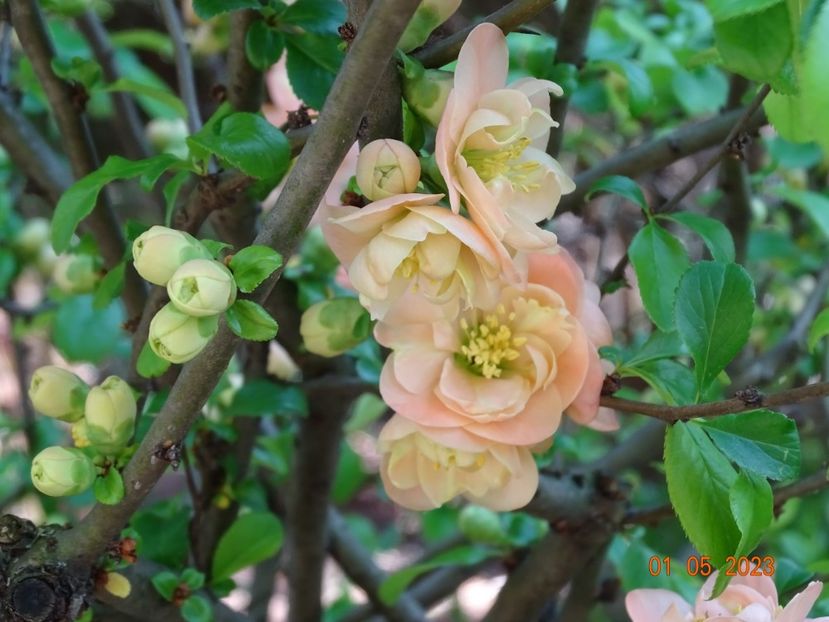  - Copacei si arbusti 2023