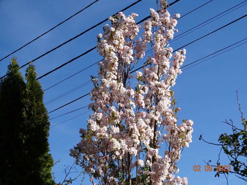  - Copacei si arbusti 2023