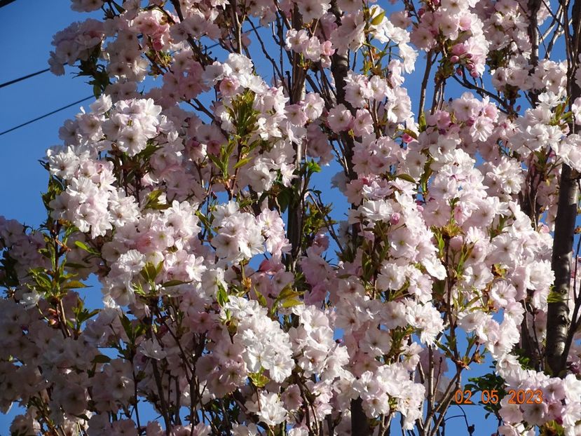  - Copacei si arbusti 2023