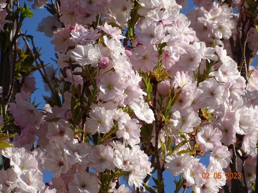  - Copacei si arbusti 2023