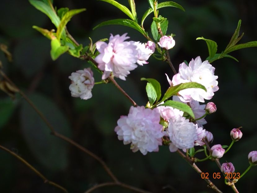  - Copacei si arbusti 2023