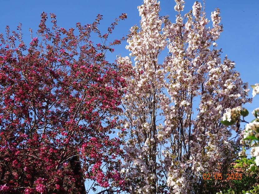  - Copacei si arbusti 2023