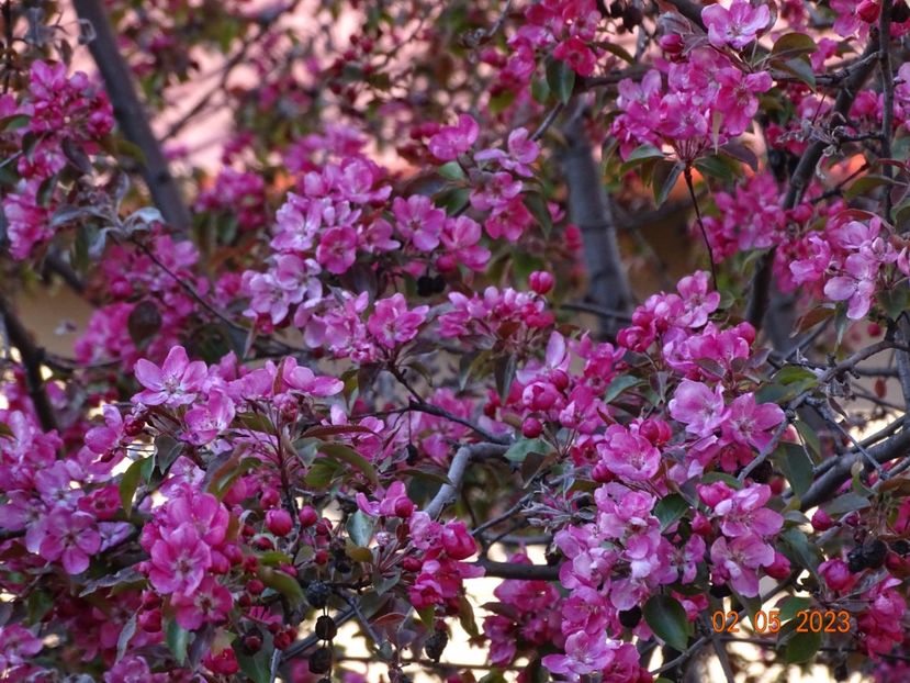  - Copacei si arbusti 2023