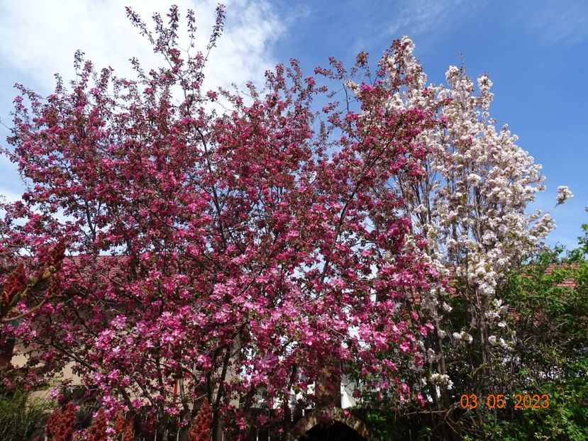  - Copacei si arbusti 2023