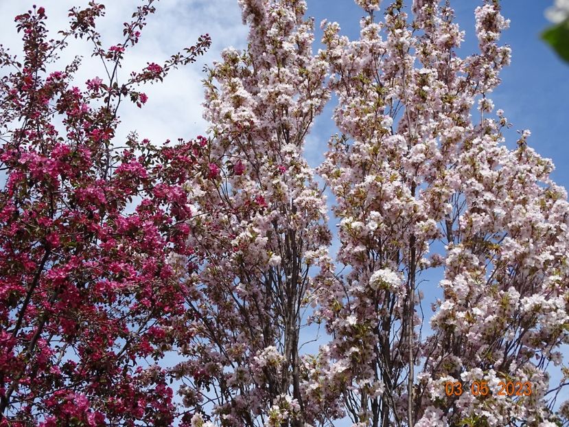  - Copacei si arbusti 2023