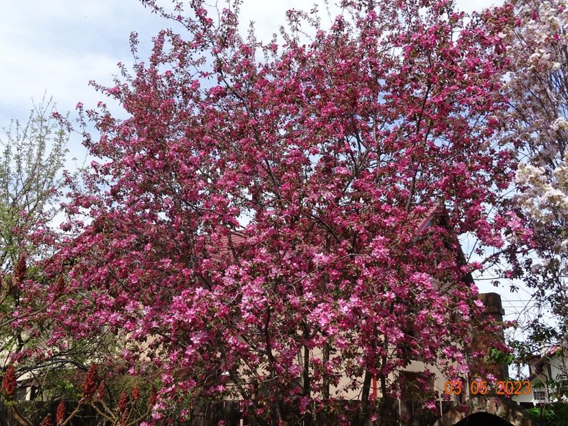  - Copacei si arbusti 2023