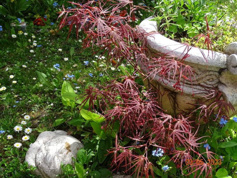  - Copacei si arbusti 2023