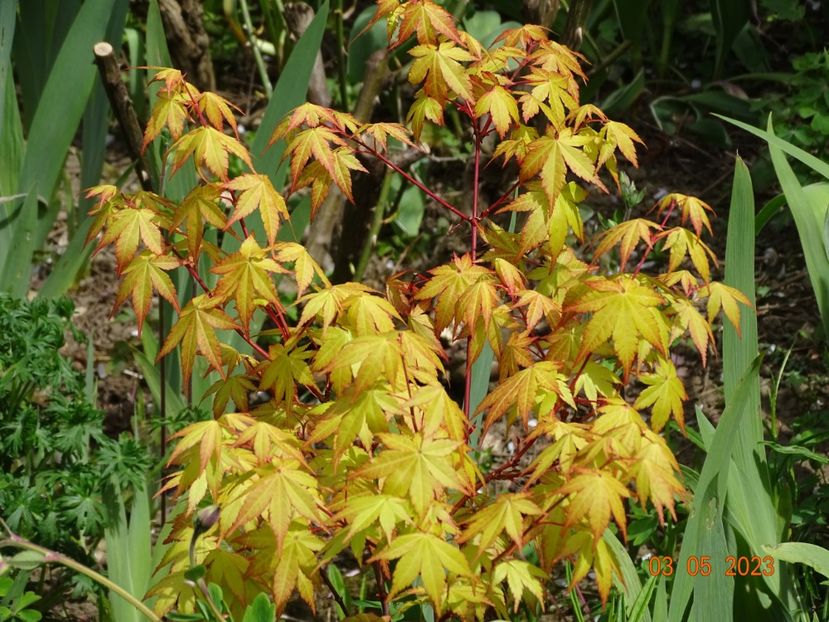  - Copacei si arbusti 2023