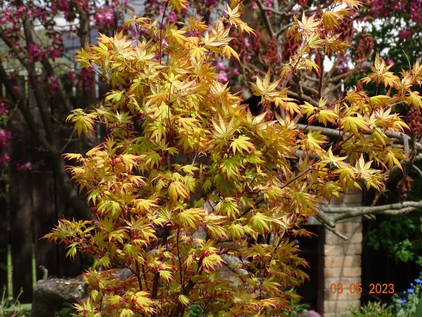  - Copacei si arbusti 2023