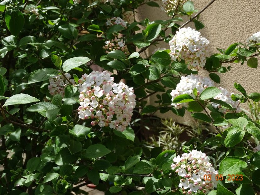  - Copacei si arbusti 2023