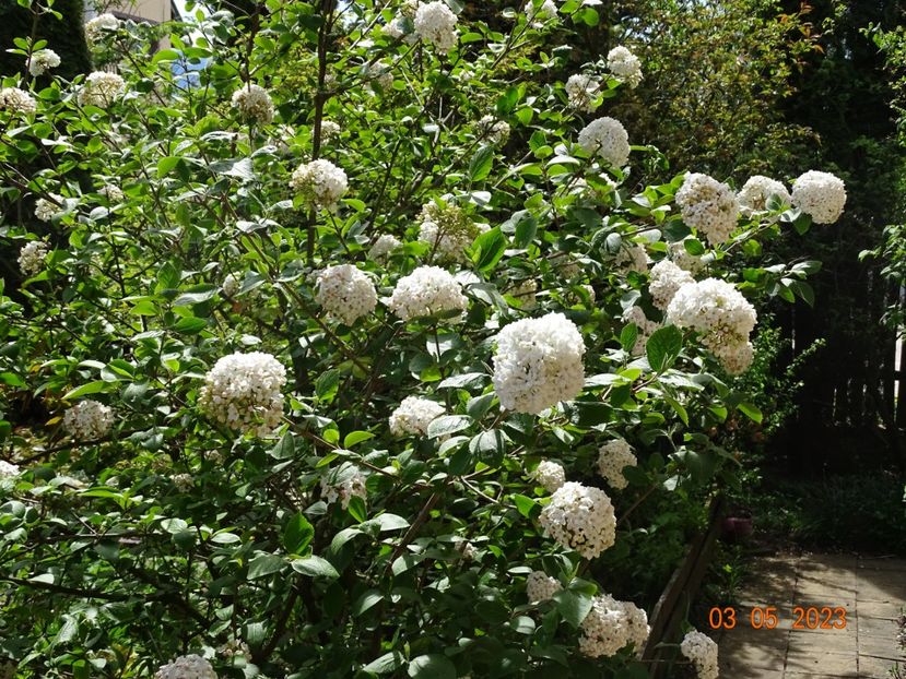  - Copacei si arbusti 2023