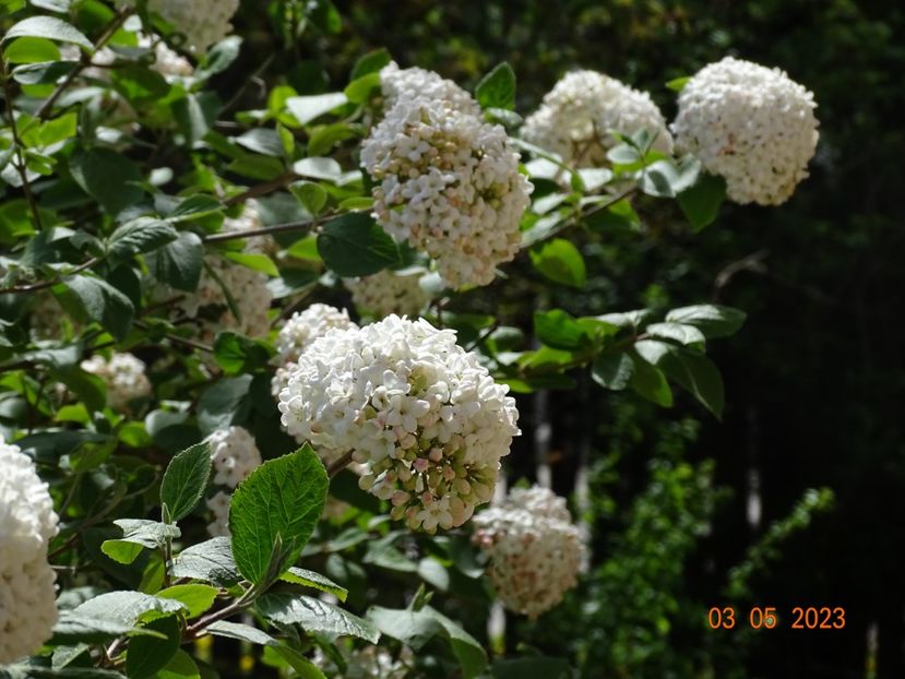  - Copacei si arbusti 2023