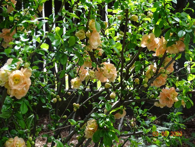  - Copacei si arbusti 2023