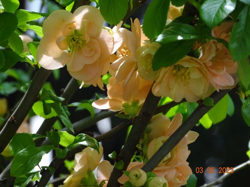  - Copacei si arbusti 2023