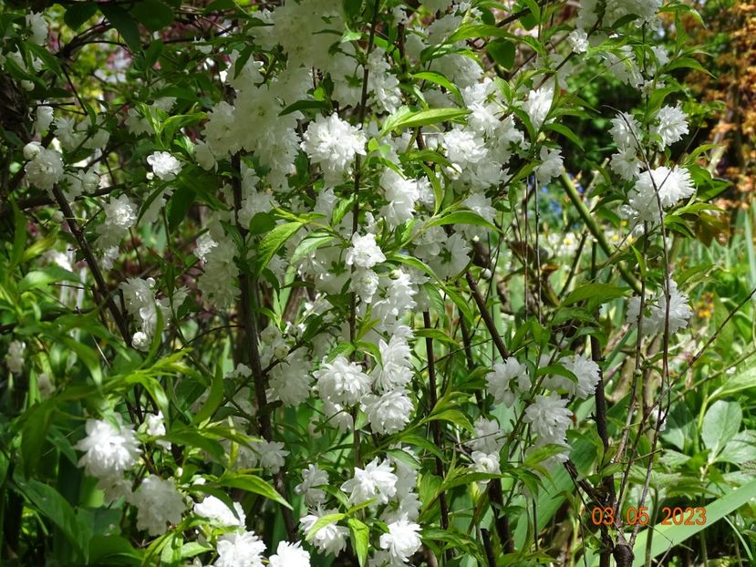  - Copacei si arbusti 2023