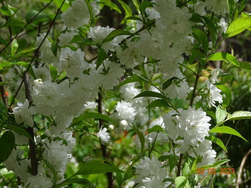  - Copacei si arbusti 2023