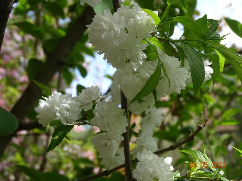  - Copacei si arbusti 2023