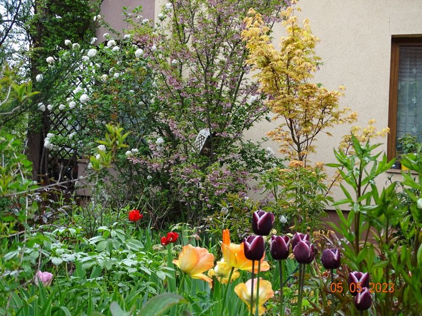  - Copacei si arbusti 2023