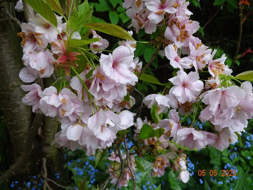  - Copacei si arbusti 2023