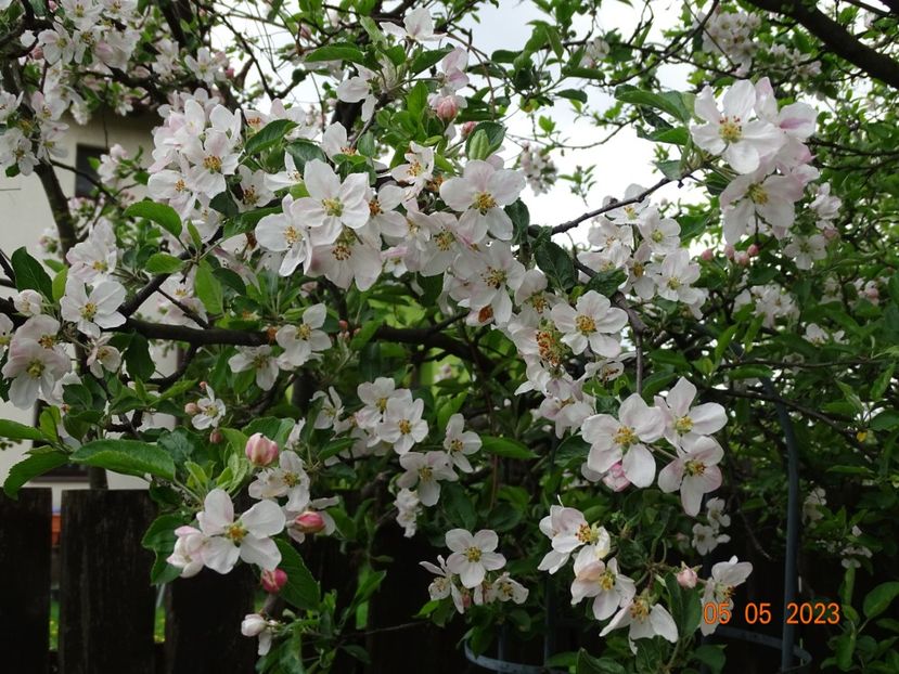  - Copacei si arbusti 2023