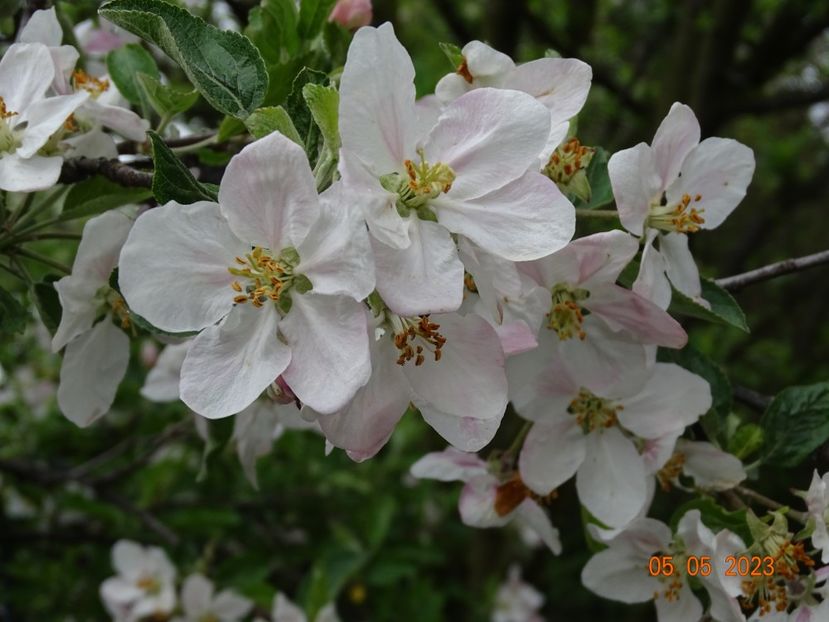  - Copacei si arbusti 2023