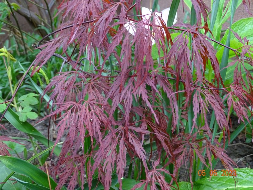  - Copacei si arbusti 2023