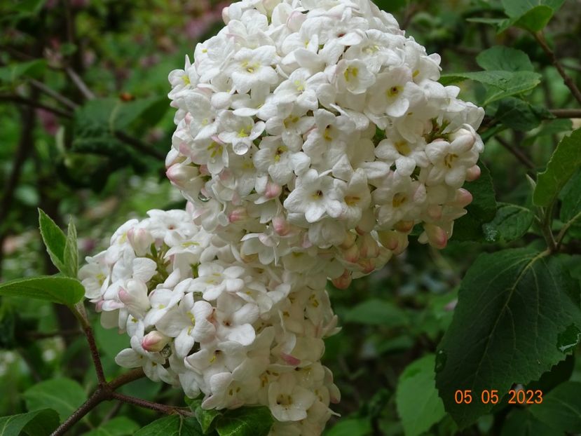  - Copacei si arbusti 2023