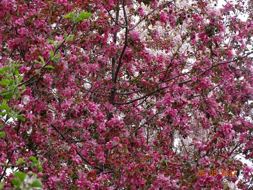  - Copacei si arbusti 2023