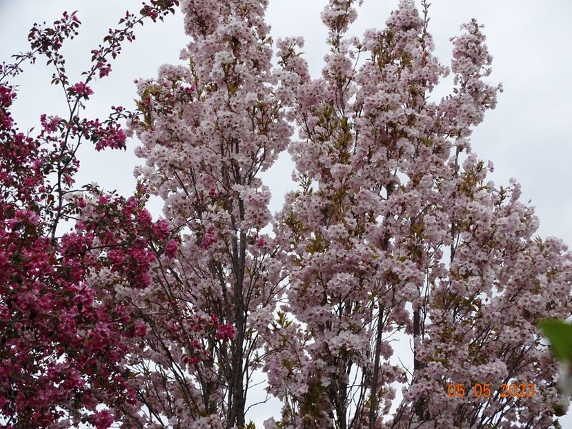  - Copacei si arbusti 2023