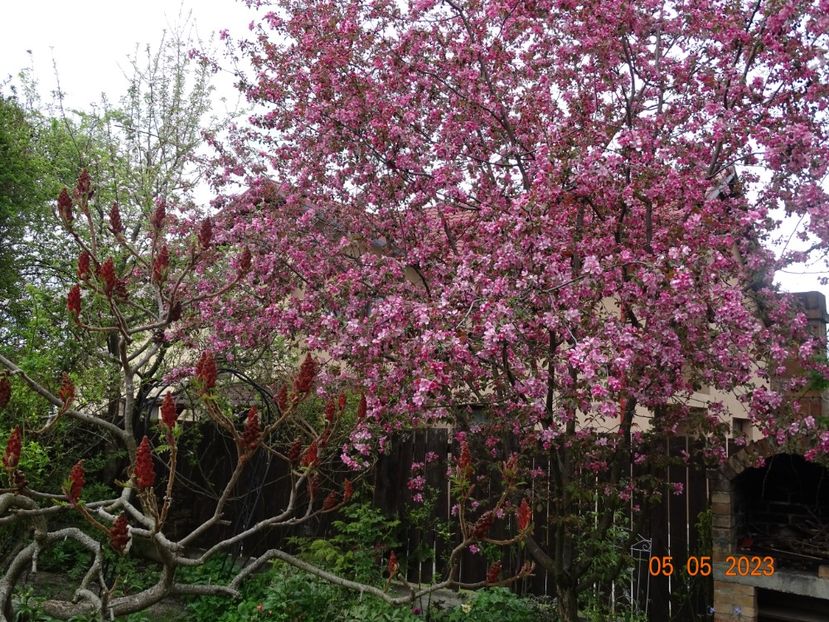  - Copacei si arbusti 2023