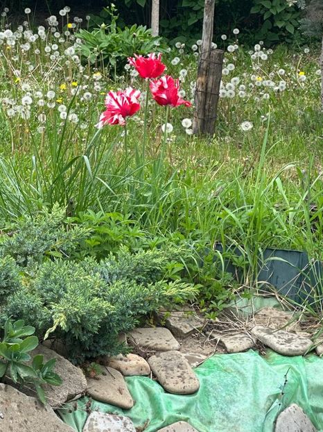 1dRc5Dnj1neEVhX31913-F65q4_2SiyCjR8hVfYTblk=_plaintext_638190567742670533 - 0 001 2023 GRADINA ROMAN 07 05 2023