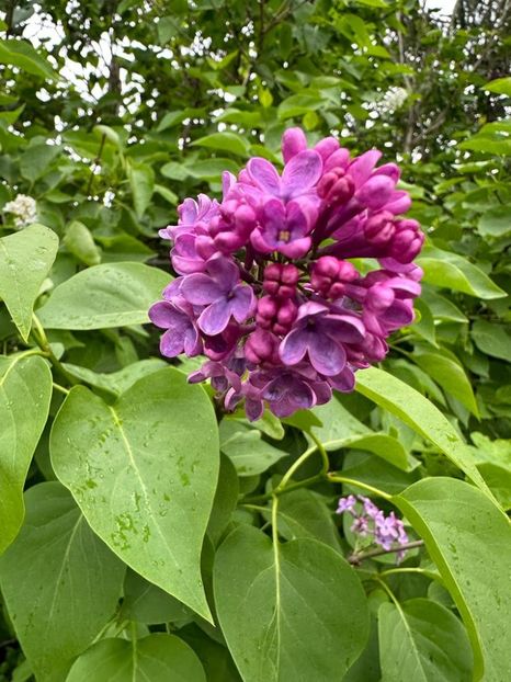 4OJw5Oxa8rLEodhboabVcCcL8Ba5OVa62AF2x3RGQNo=_plaintext_638190567669575344 - 0 001 2023 GRADINA ROMAN 07 05 2023